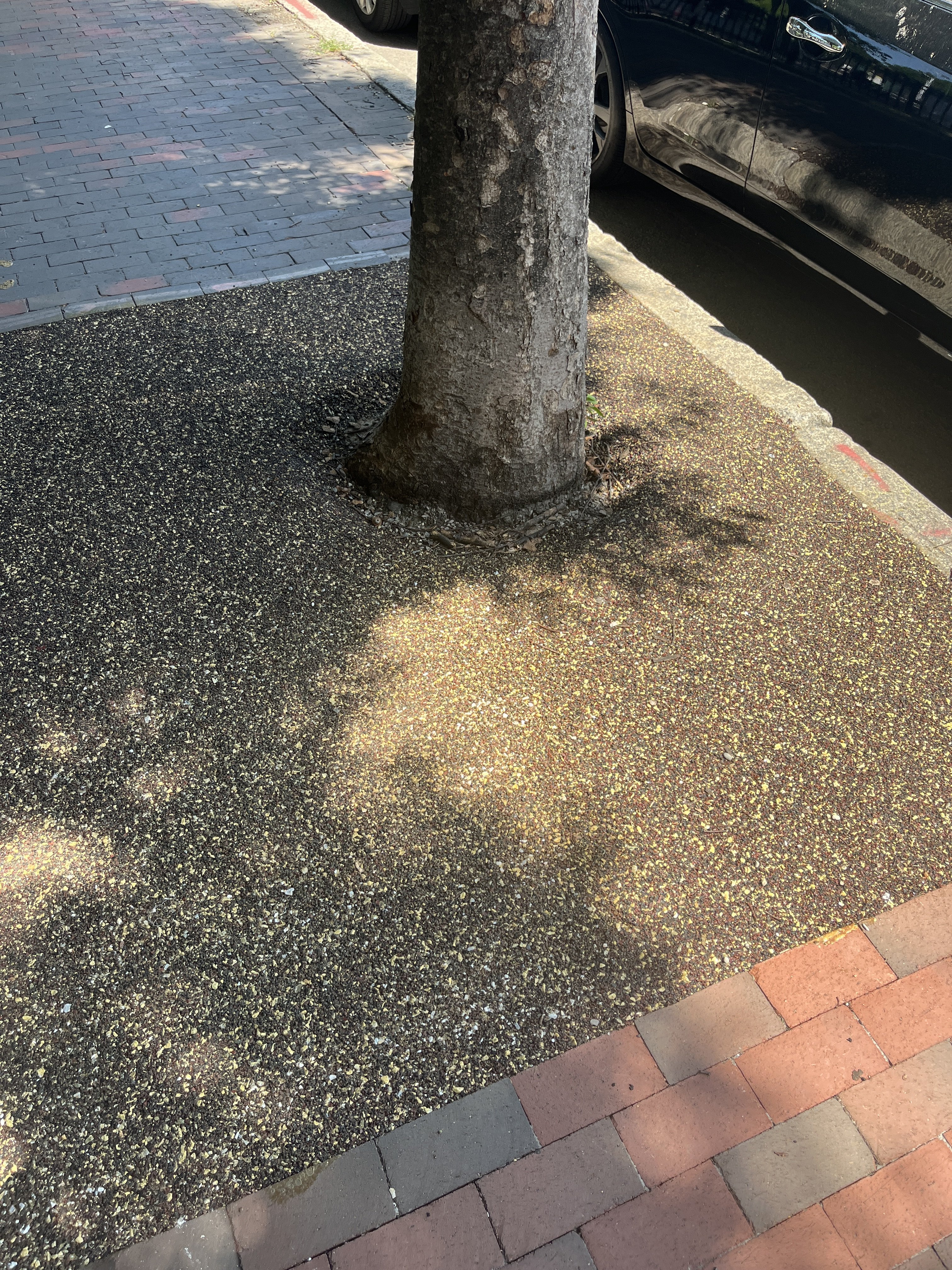 IMG_9132.jpeg